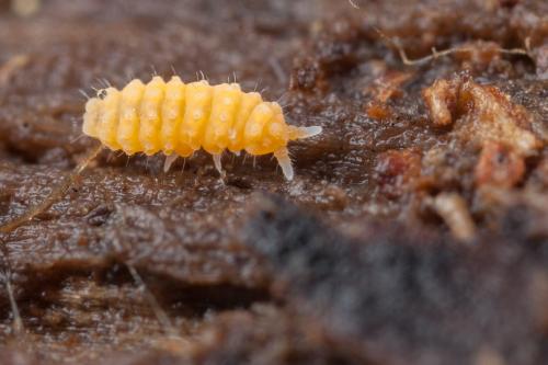 Bilobella aurantiaca